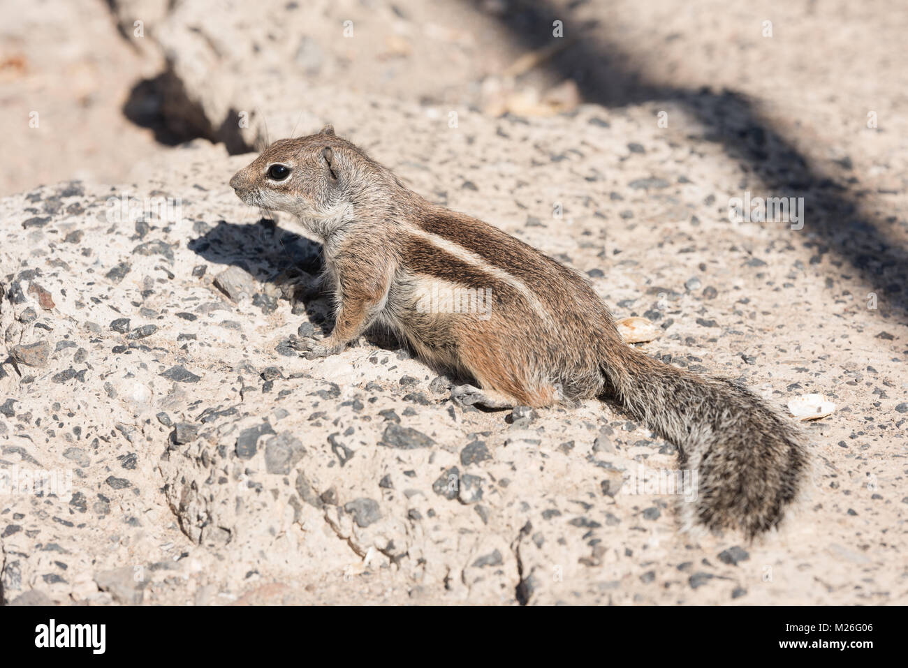 Vue sur un écureuil terrestre avec l'arrière-plan flou Banque D'Images