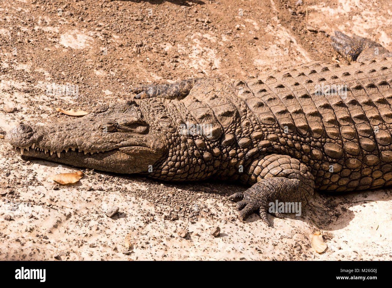 Vue sur un paresseux ou alligator crocodile Banque D'Images