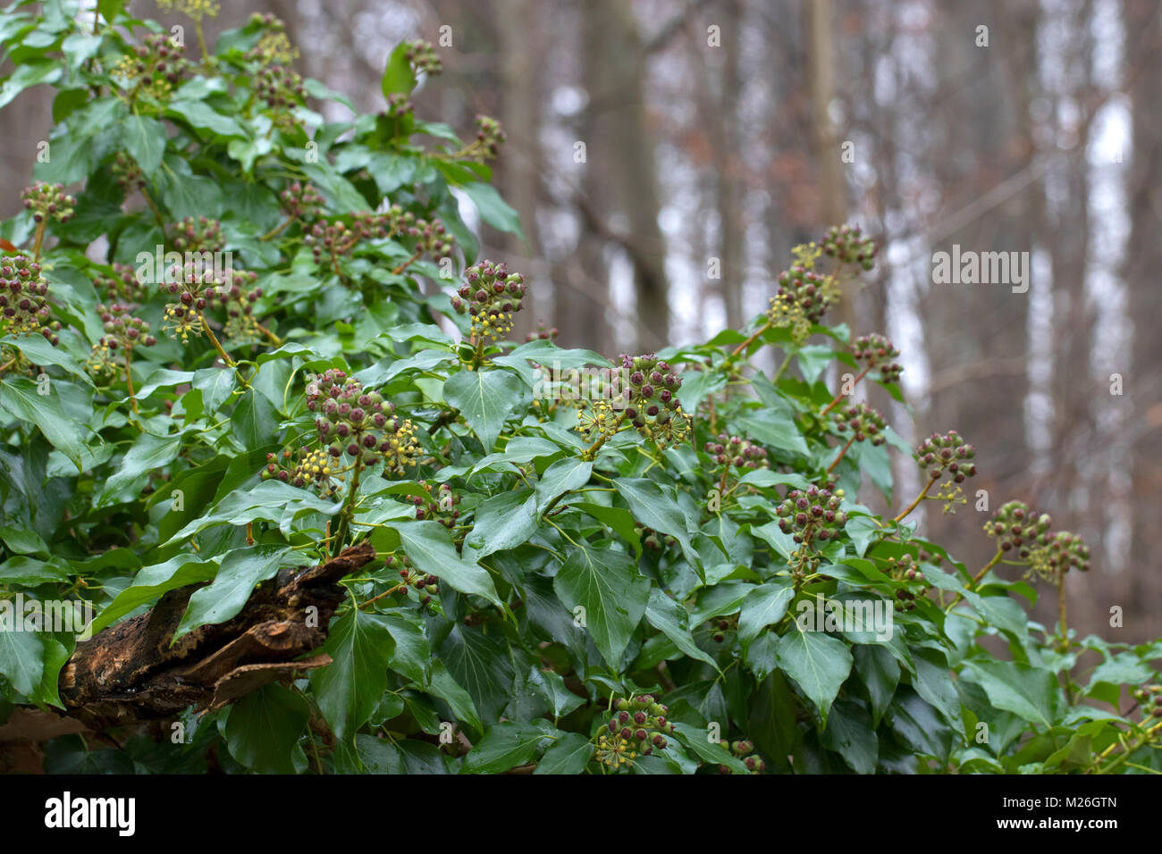 Lierre (Hedera helix) avec des feuilles vertes et des fruits Banque D'Images