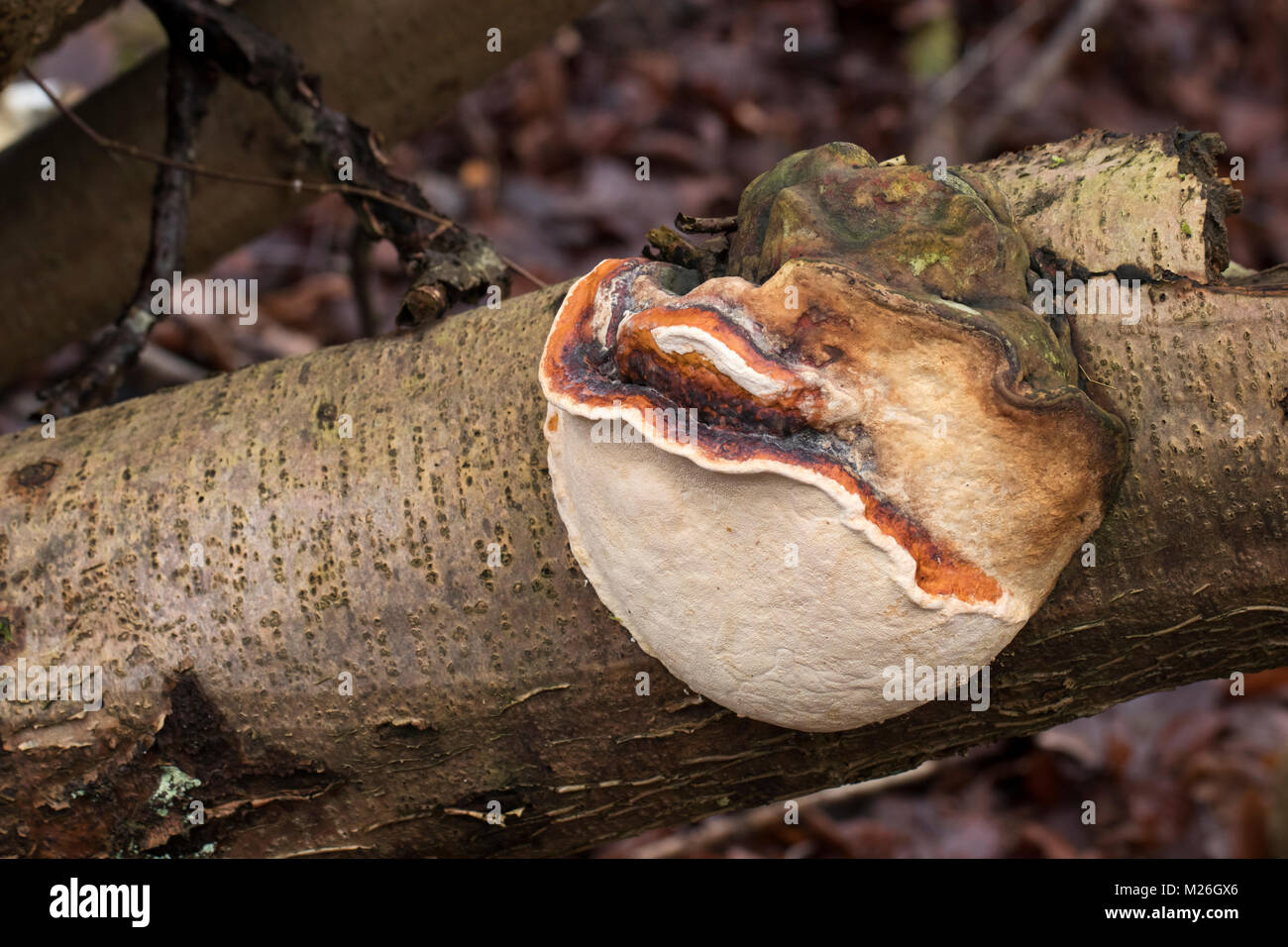 Bandes rouge polypore (Fomitopsis pinicola), Fometopsidaceae Banque D'Images