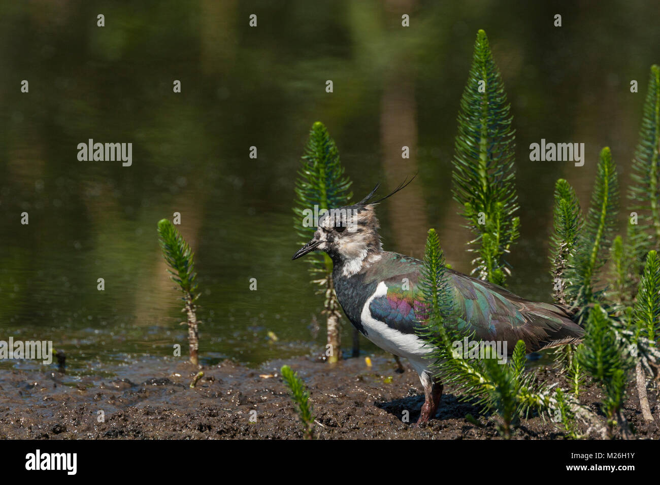 Le vanneau sociable (Vanellus vanellus) et la Mare commune (Hippuris vulgaris) Banque D'Images