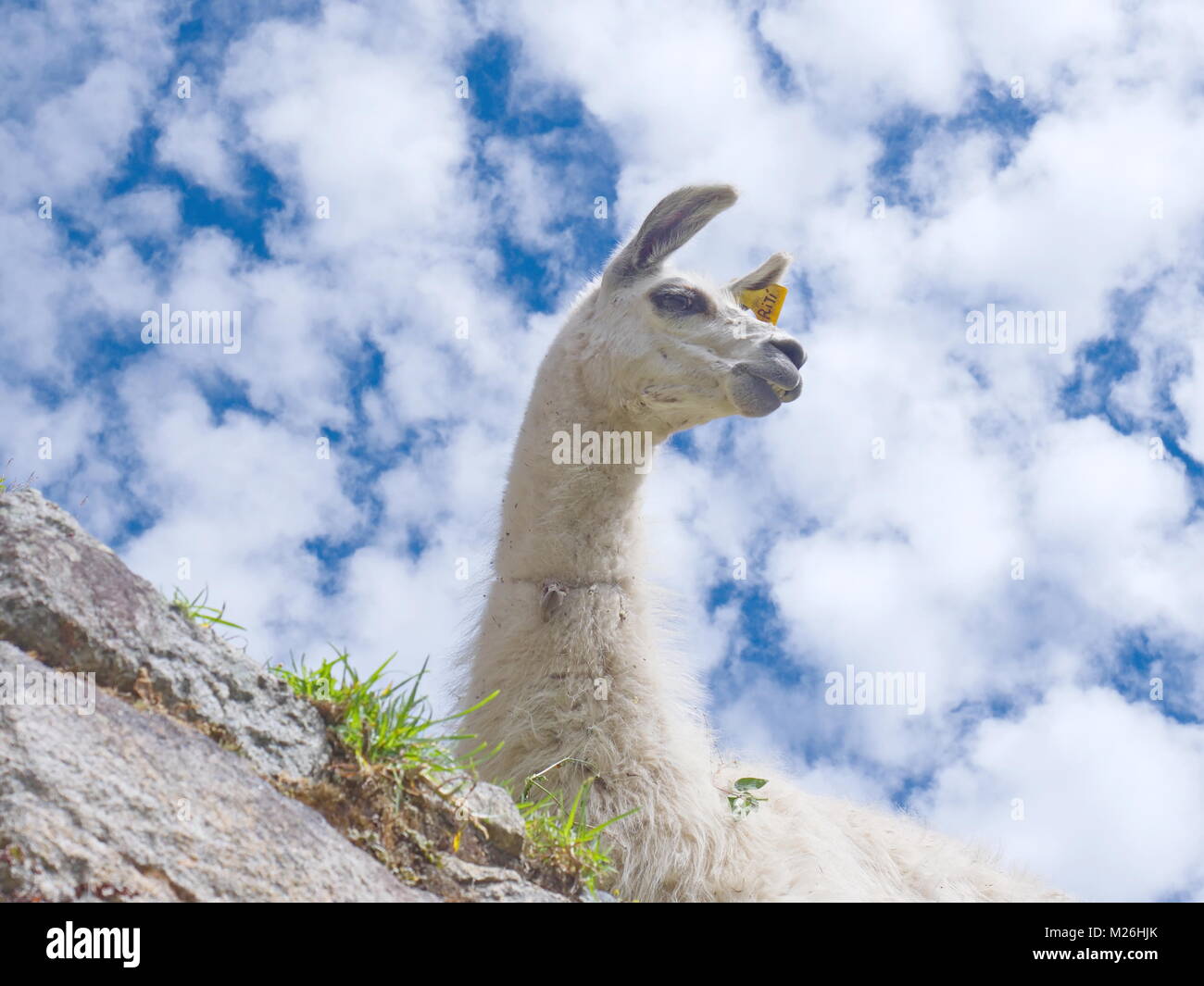Regarde un lama contre un nuage ciel bleu tacheté (lama glama) Banque D'Images
