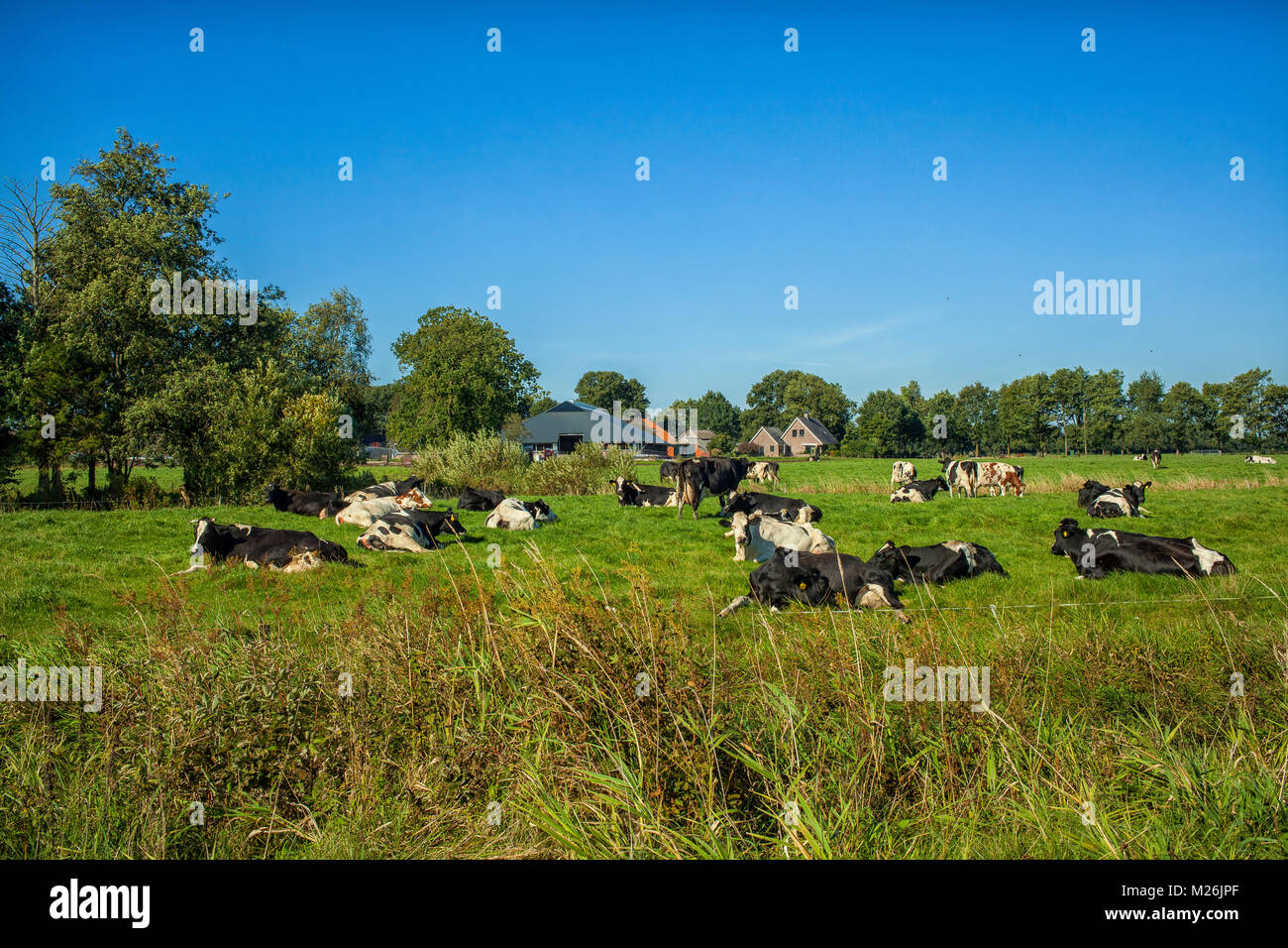 Paysage typiquement hollandais avec une ferme et vaches dans les pâturages Banque D'Images