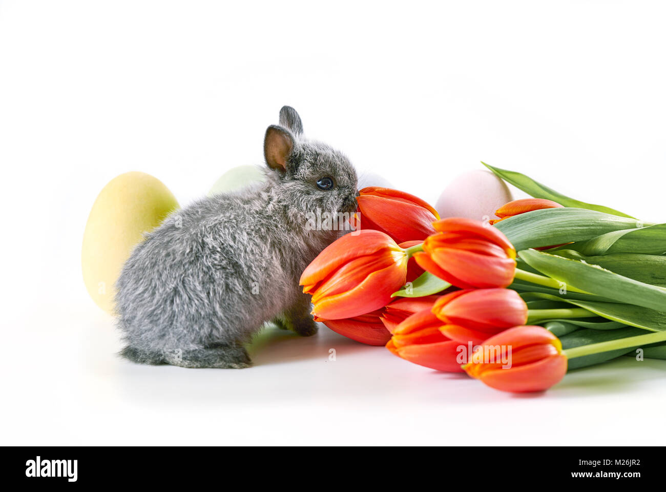 Bebe Lapin Trop Mignon Banque De Photographies Et D Images A Haute Resolution Alamy