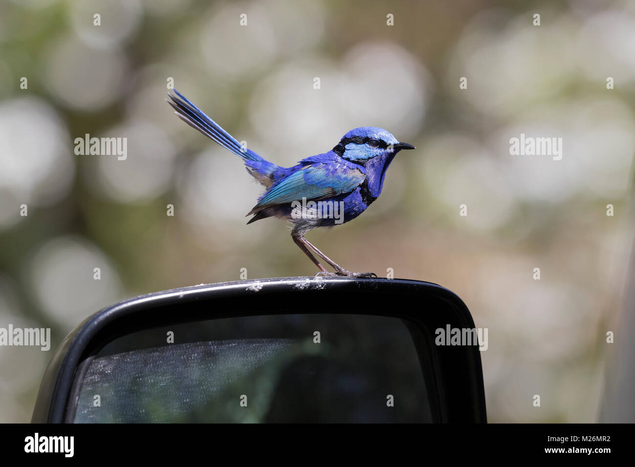 Un mâle Mérion splendide (Malurus splendens) perché sur une voiture wing mirror - Dunsborough, Australie occidentale Banque D'Images