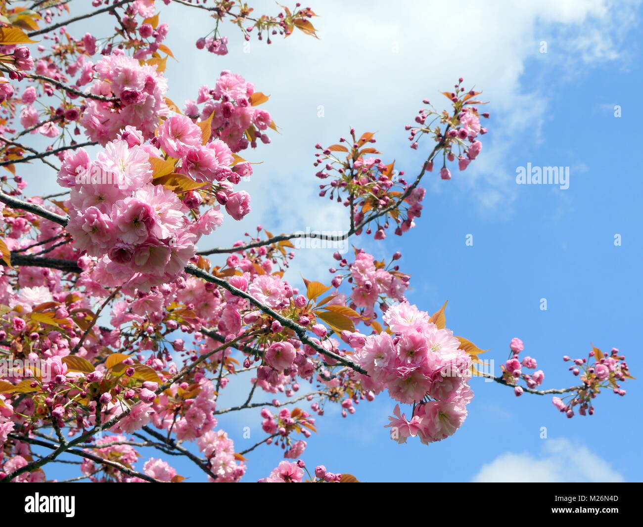 Belles branches de fleurs de cerisier sakura rose tendre au printemps plus de ciel bleu Banque D'Images Belles branches de fleurs de cerisier sakura rose tendre au printemps plus de ciel bleu Banque D'Images