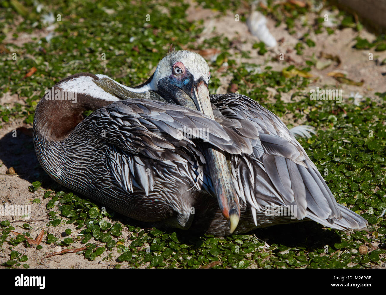 Pelican au repos à Alabama Gulf Coast Zoo Banque D'Images