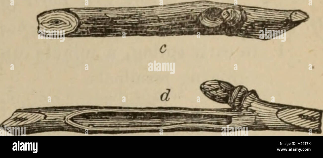 "Rapport annuel de la Fruit Growers' Association of Ontario, 1902' (1903) Banque D'Images