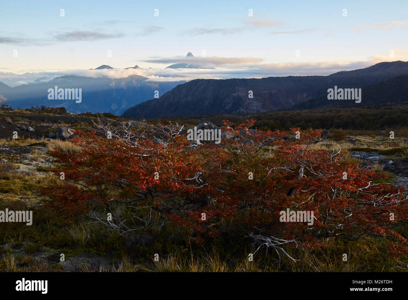 Ñirre bush au coucher du soleil avec le Volcan Puntiagudo dans l'arrière-plan Banque D'Images