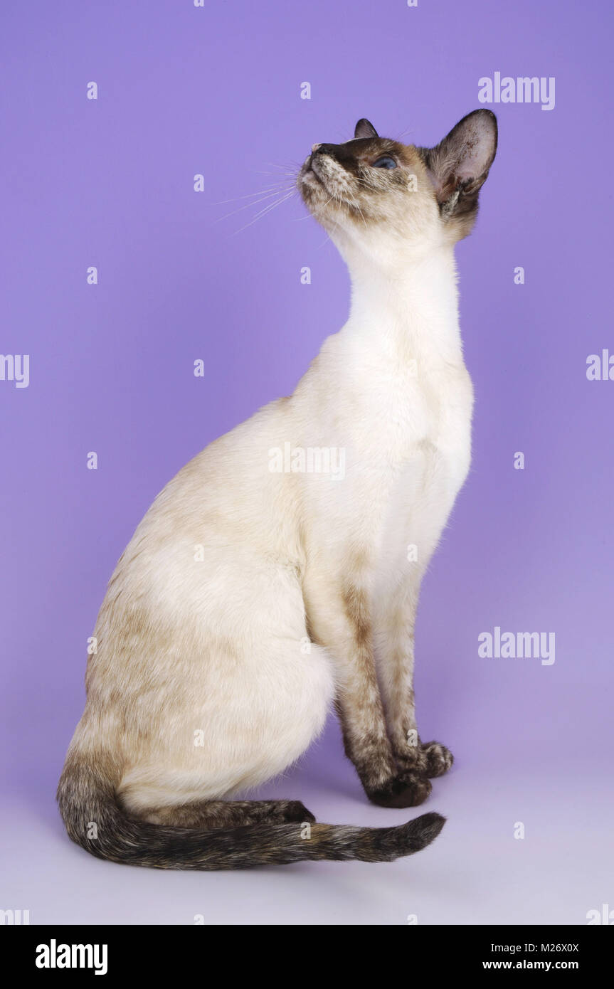 Chocolat tortie point Siamese Cat Banque D'Images