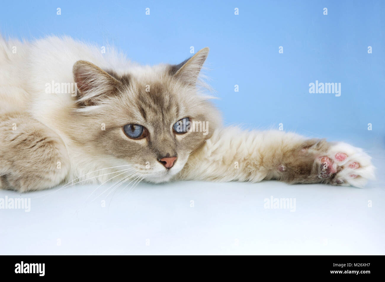 Blue tabby point Banque de photographies et d’images à haute résolution