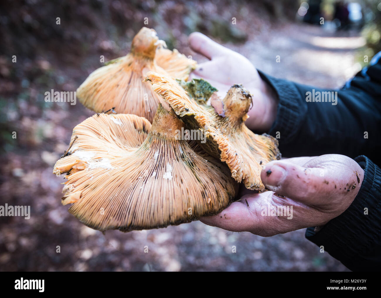 Human hand holding champignons sains fraîchement coupé. Banque D'Images