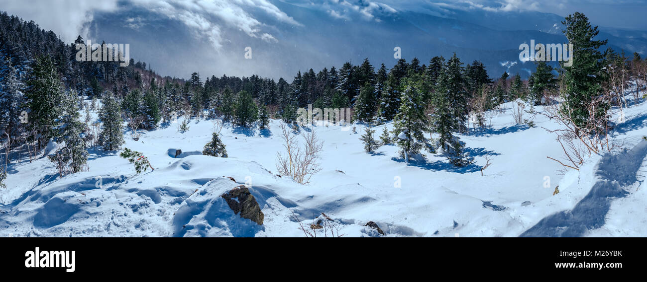 Arbres neige russe Banque D'Images