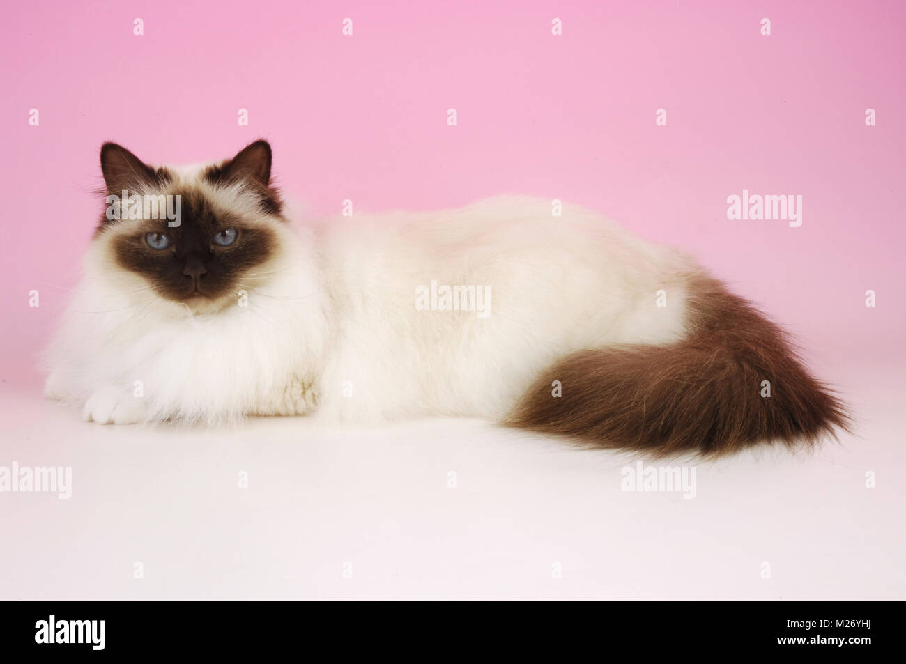 Chocolate Point Birman Banque D Image Et Photos Alamy
