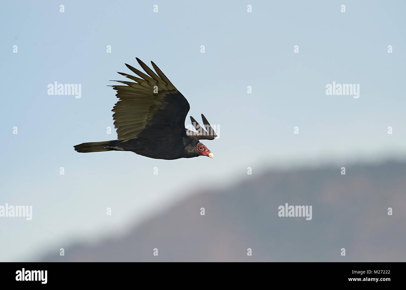 Urubu à tête rouge (Cathartes aura), en vol, Ajijic, Jalisco, Mexique Banque D'Images