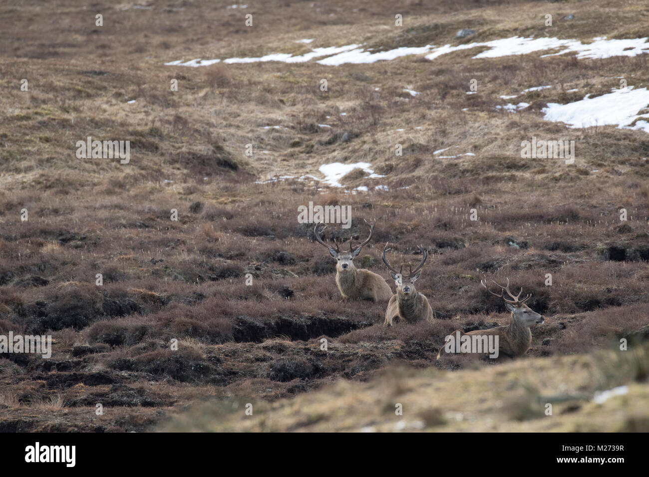Red Deer (Cervus elaphus, sauvage dans le parc national de Cairngorm glen écosse, durant l'hiver, en février, le pâturage, l'alimentation sur la bruyère sur glen-de-chaussée. Banque D'Images