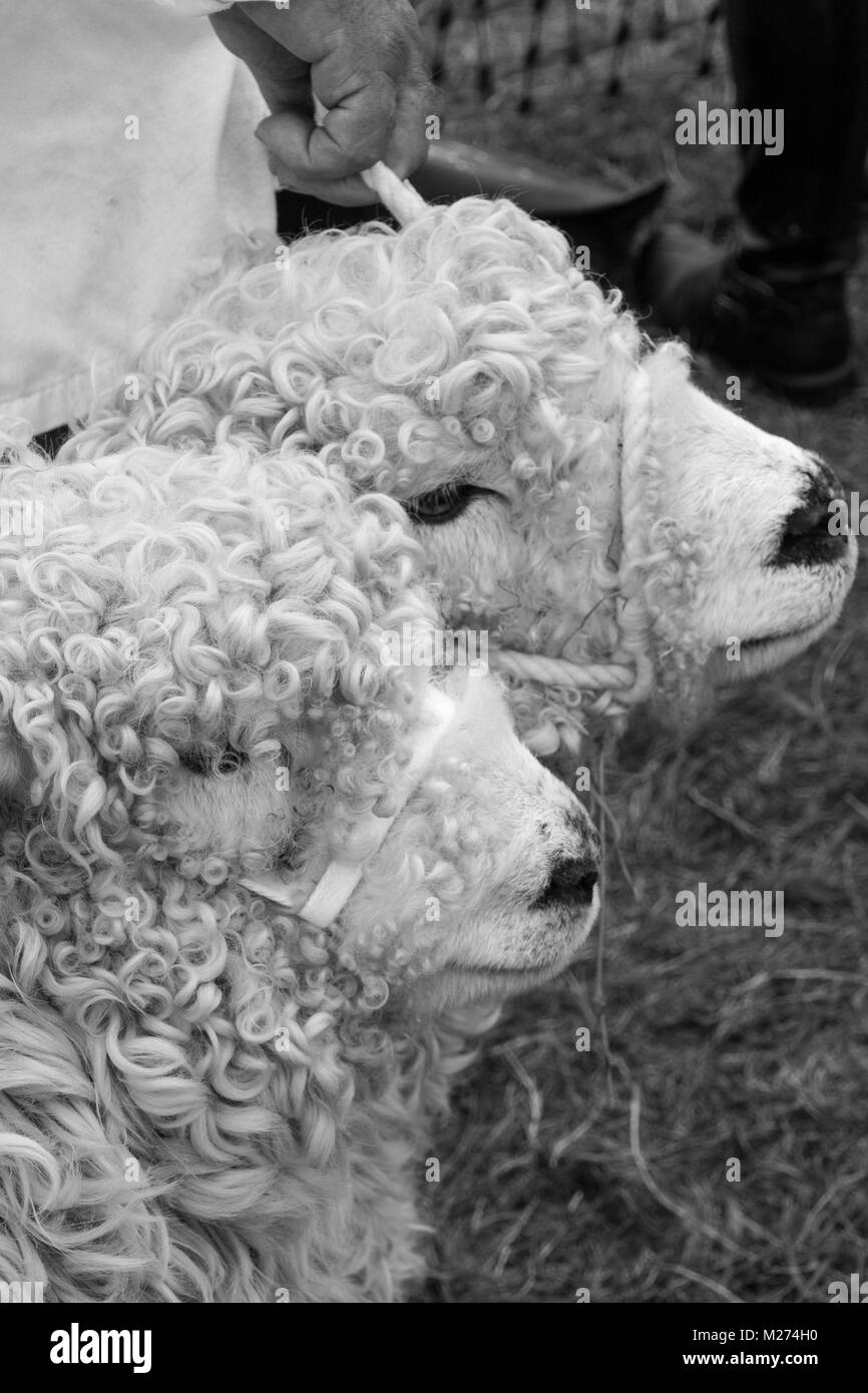 Profil des chefs de deux spirales wooled mouton à la country show à Hampshire Banque D'Images