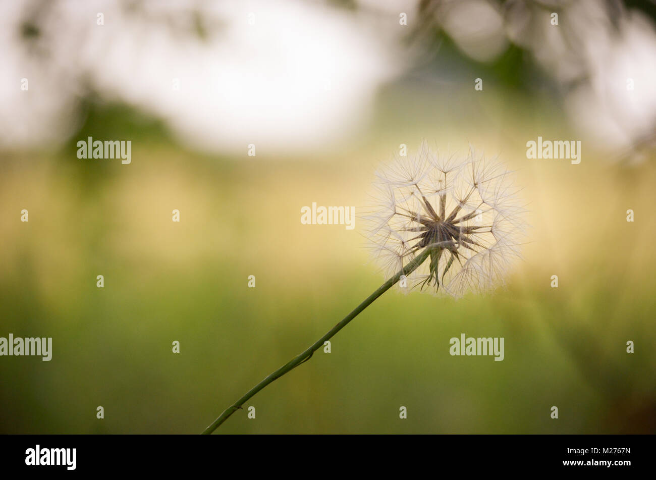 Le pissenlit fait aux semences Banque D'Images