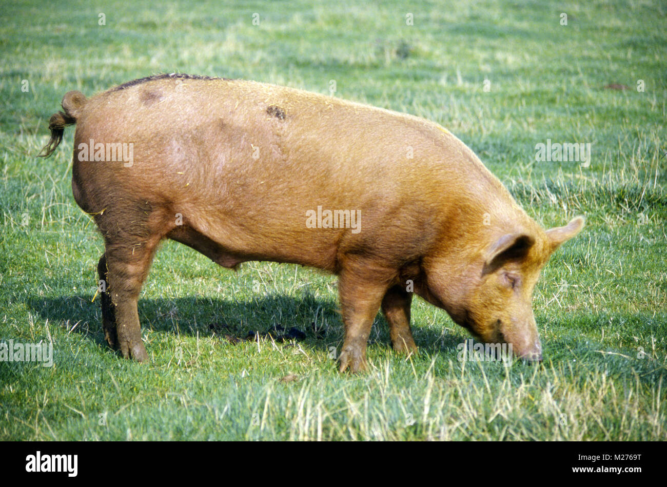 Sanglier tamworth debout sur herbe à cotswold farm park Banque D'Images