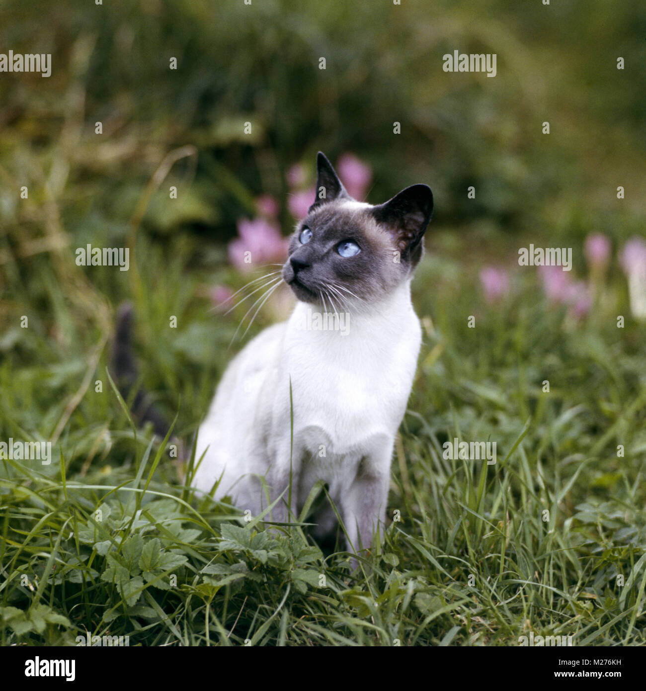 Chat Siamois blue point Banque D'Images