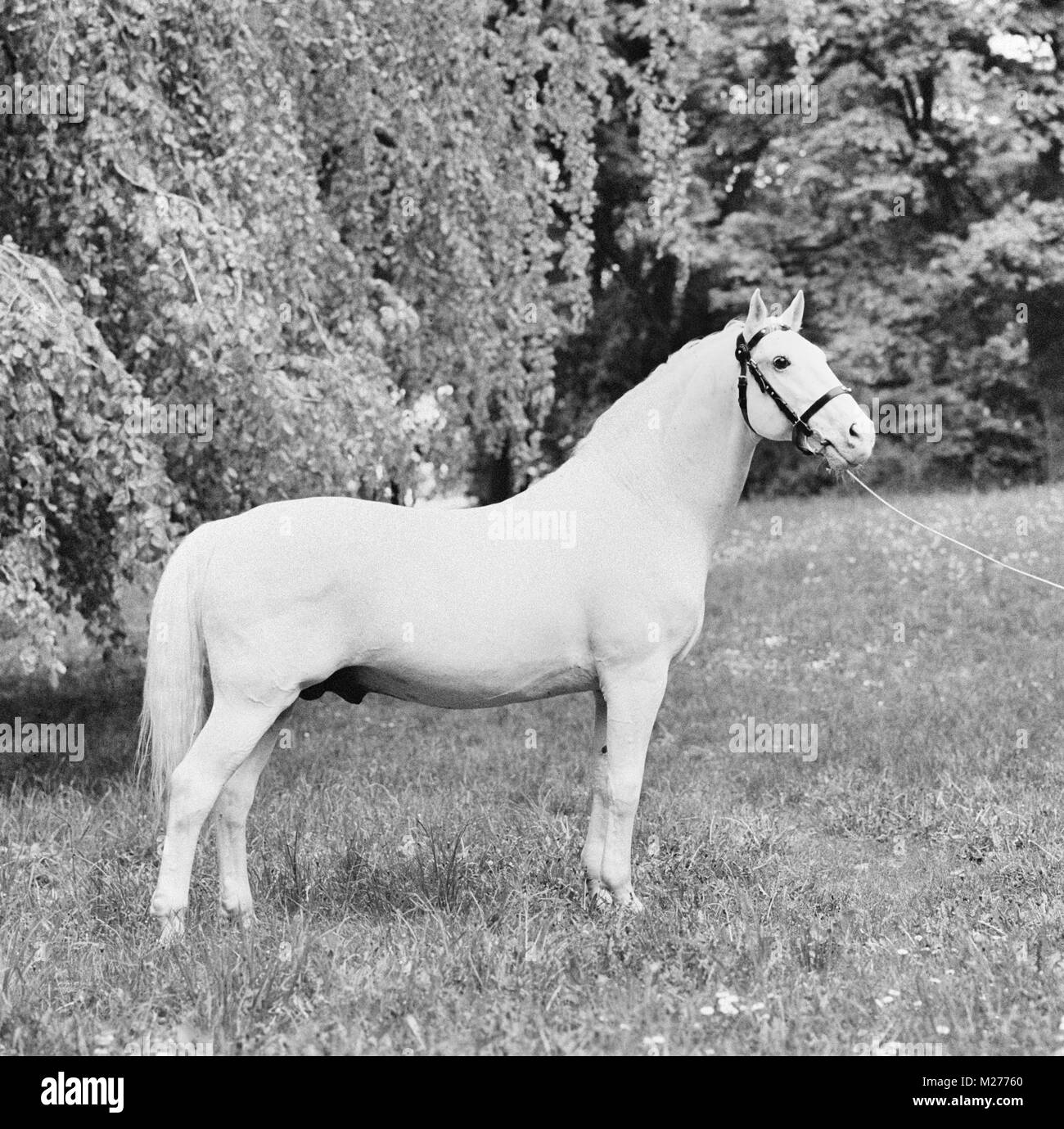 Pluton XXV1 au niveau national lipizzan stud szilvasvarad, Hongrie Banque D'Images