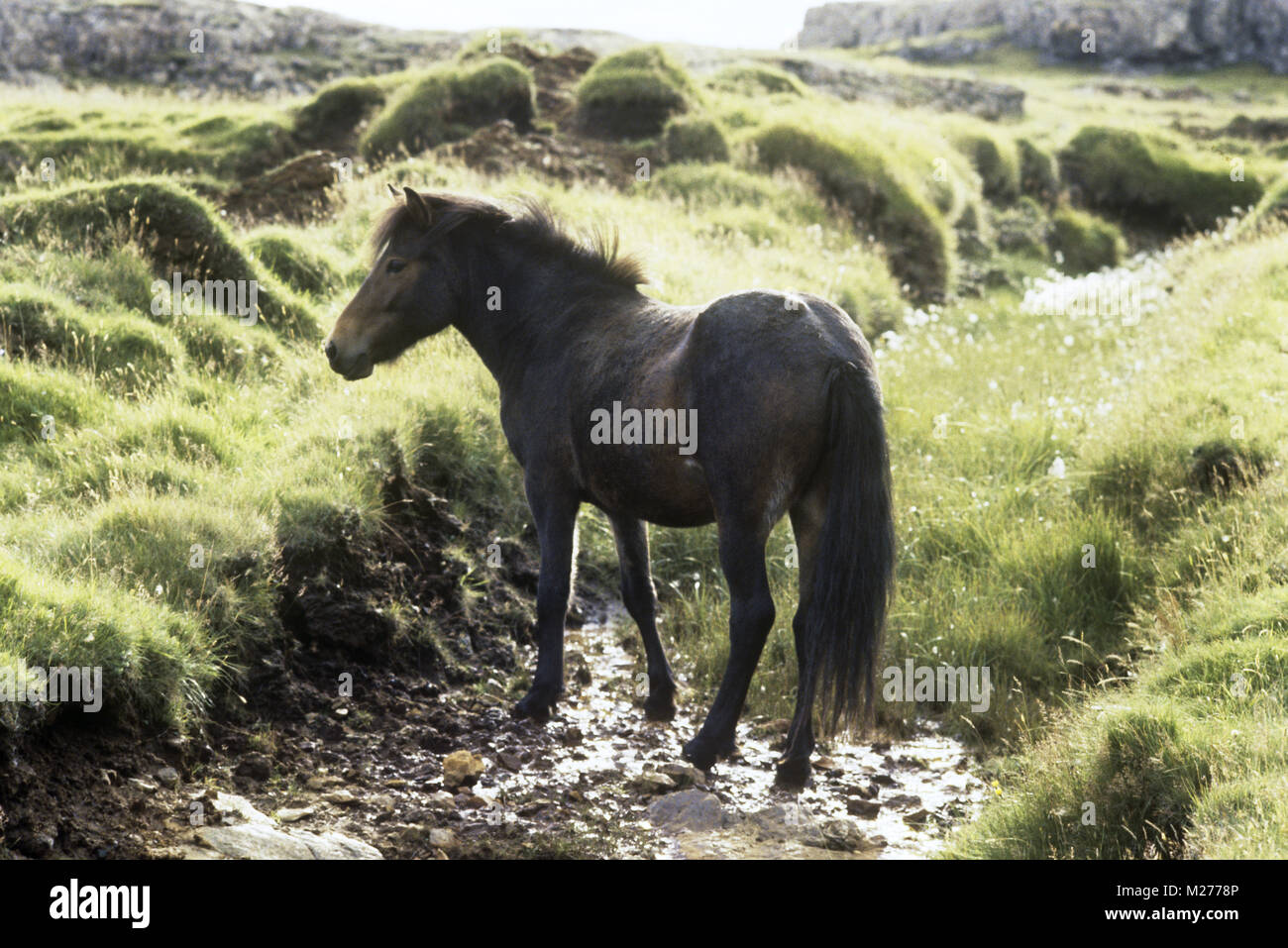 L'Islande dans un ruisseau à hofn Banque D'Images