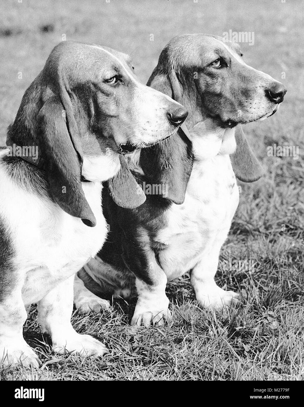 Deux Basset Hounds Banque D'Images