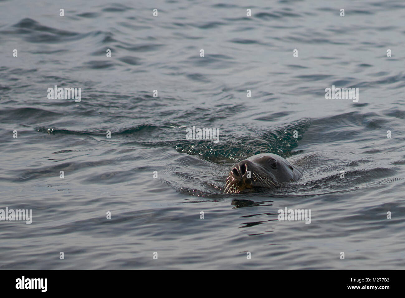 La mer du Sud (Otaria flavescens) sur la chasse aux pingouins au large de la côte de l'île sombre dans les îles Falkland. Banque D'Images