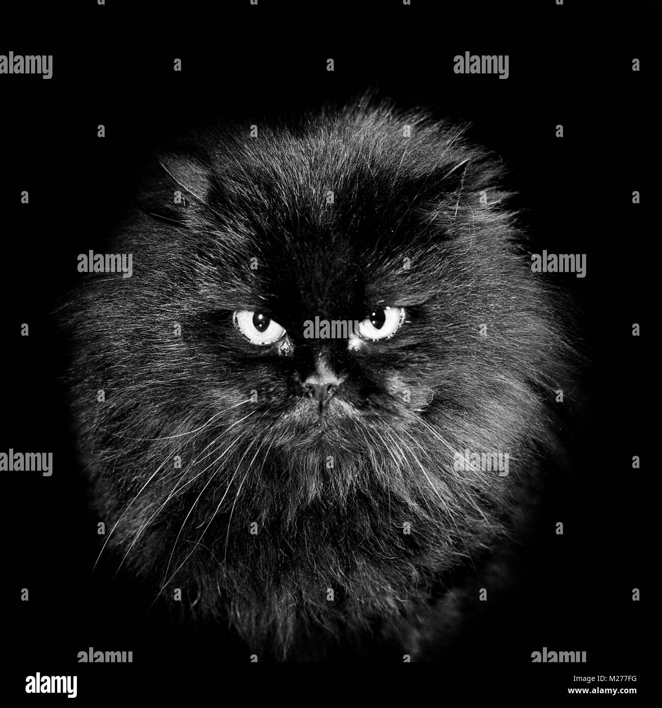 Chat A Poil Long Banque D Images Noir Et Blanc Alamy Chat A Poil Long Banque D Images Noir Et Blanc Alamy