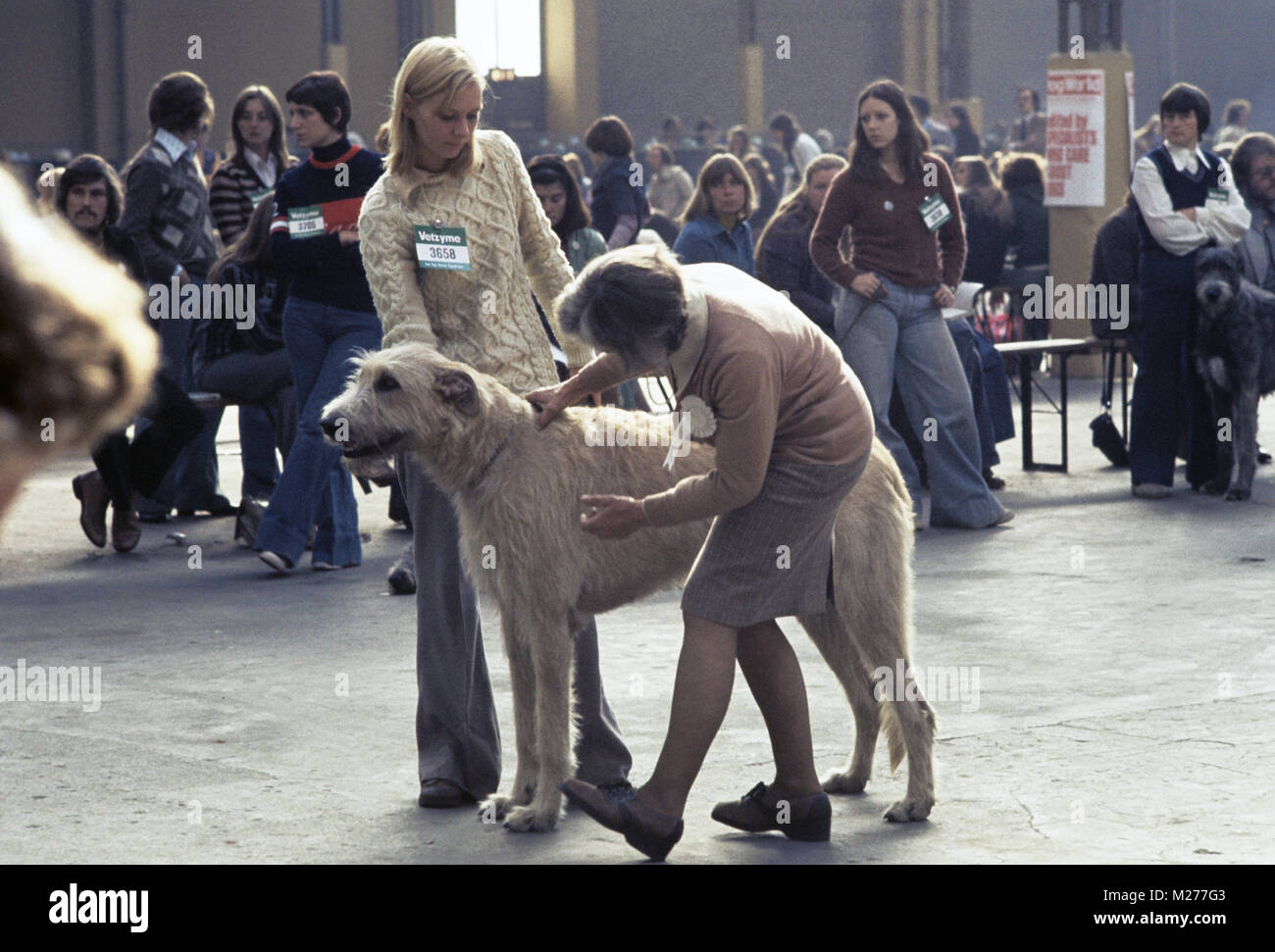 Jugement à crufts 1978, Irish Wolfhound ring Banque D'Images