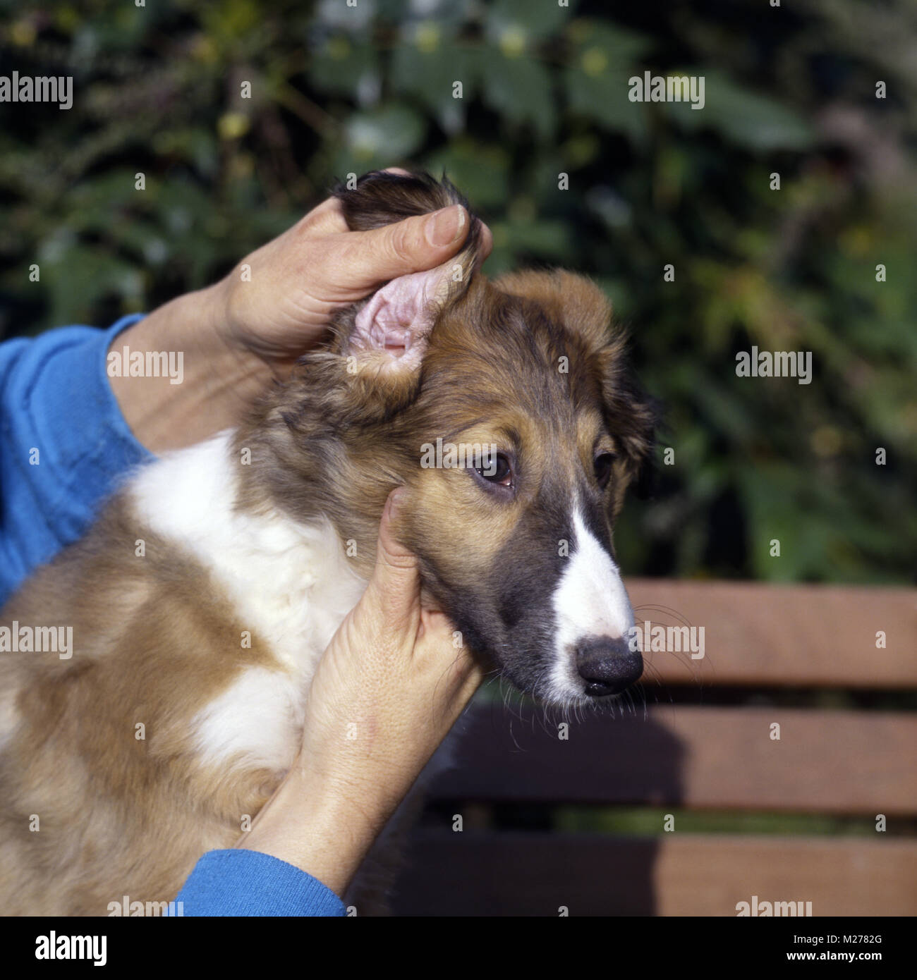 L'inspection des oreilles du chiot barzoi Banque D'Images