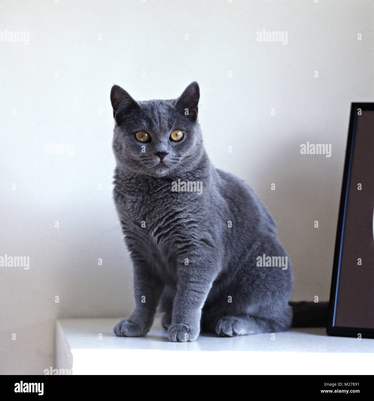 British blue cat sitting on desk Banque D'Images