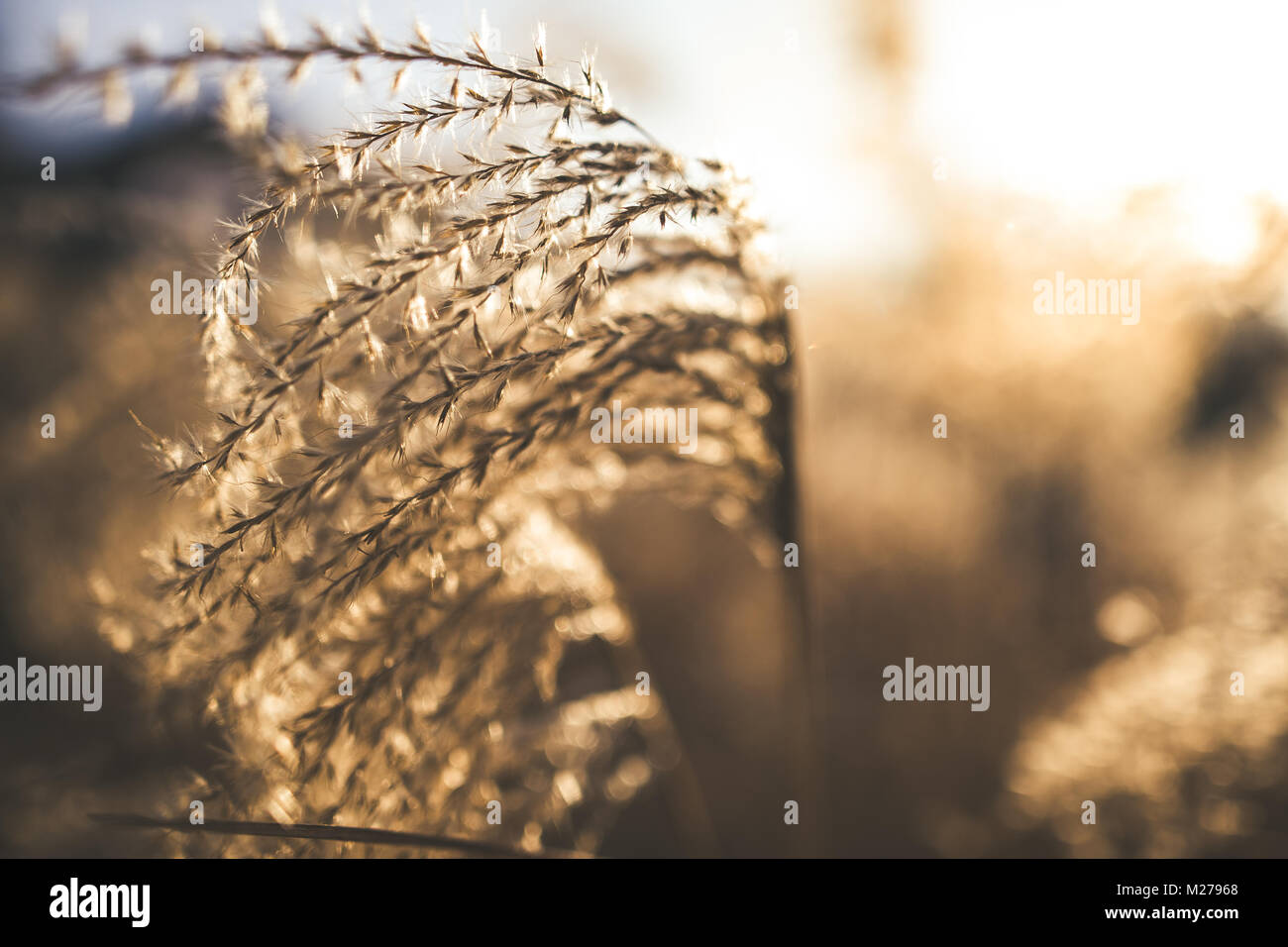 Miscanthus sinensis, baptême de l'herbe, l'herbe d'argent chinois dans le coucher du soleil. Vue rapprochée Banque D'Images