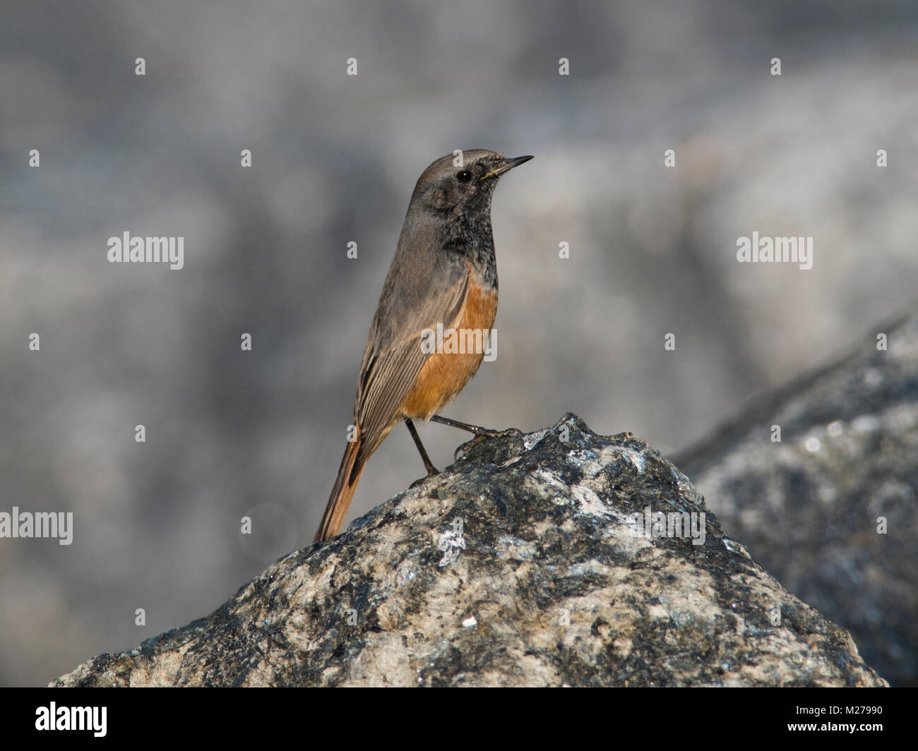 Phoenicurus Ochruros Semirufus Banque d'image et photos - Alamy