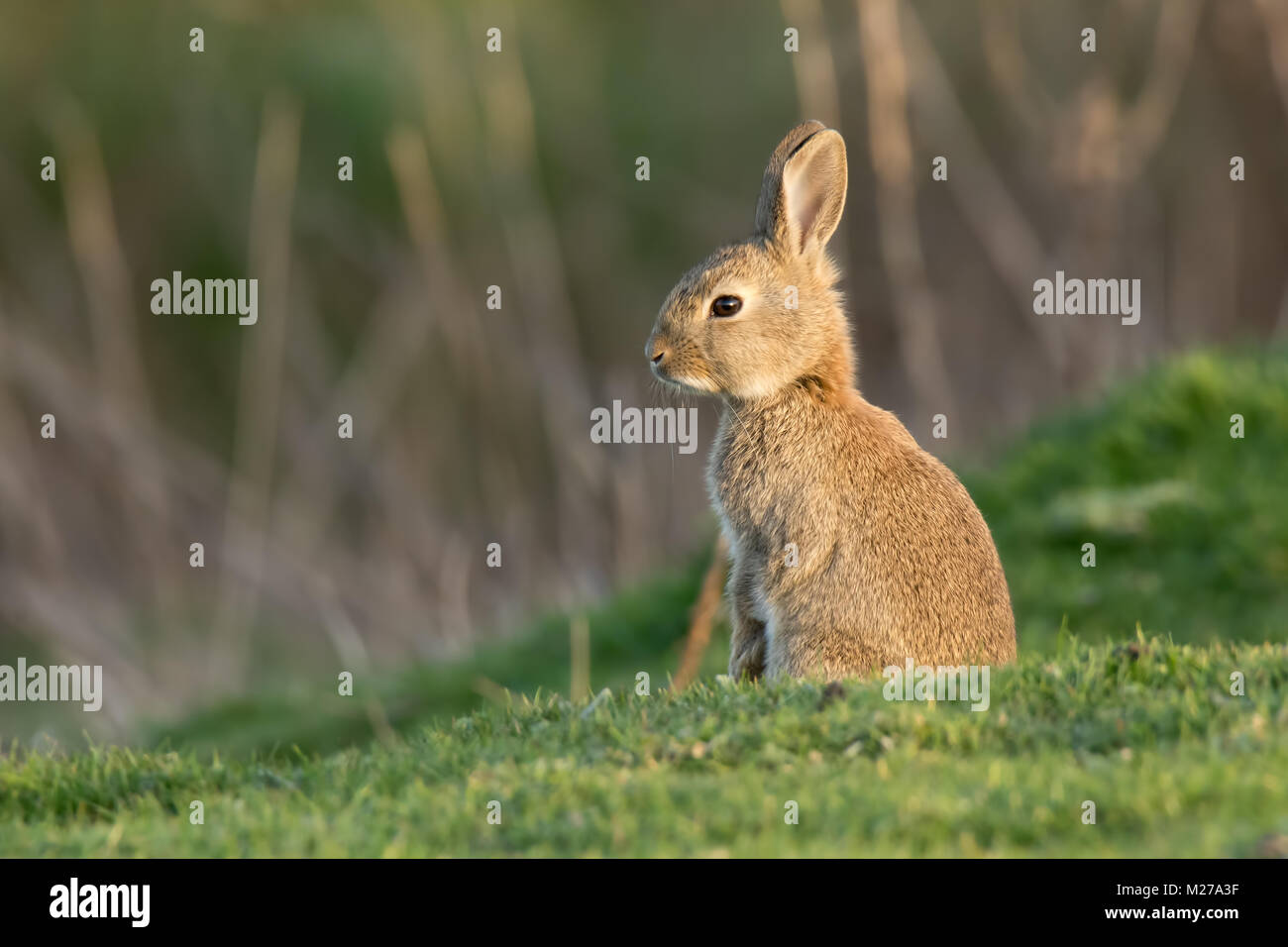 Un jeune lapin assis bien droit dans le soleil du matin à Elmley réserve naturelle. Banque D'Images