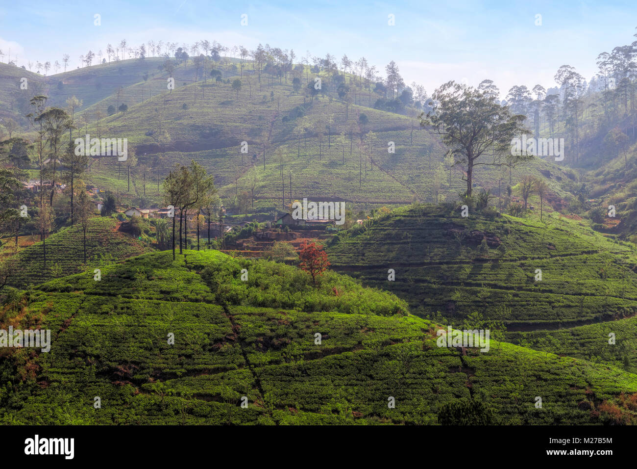 Plateau Hills près de Nuwara Eliya, Sri Lanka, Asie Banque D'Images