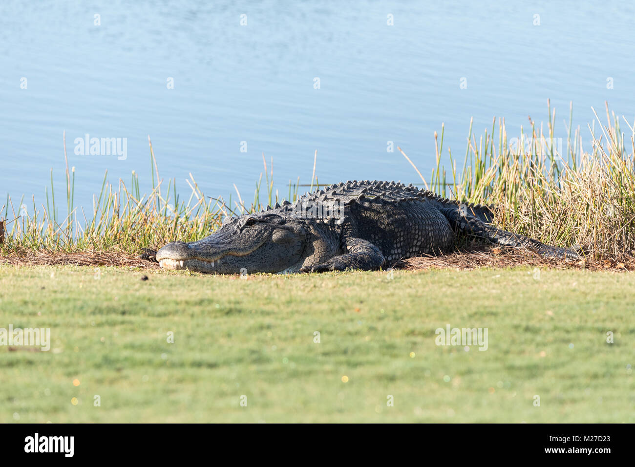 Très grand Alligator mississippiensis au soleil sur le côté d'un étang sur un terrain de golf en Floride Banque D'Images