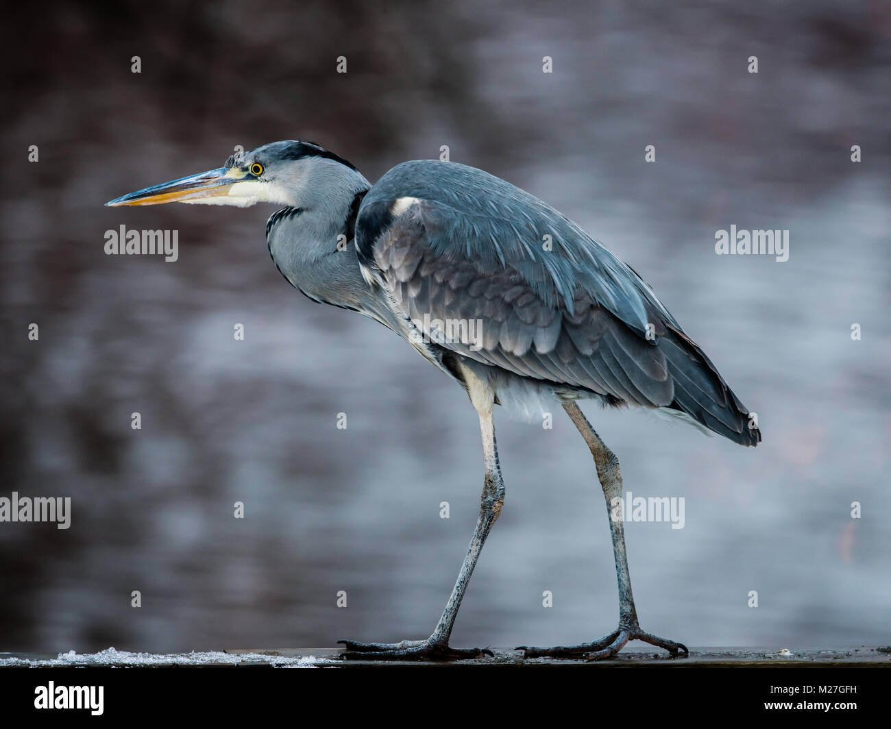 ax-sur-la-cible-h-ron-cendr-ardea-cinerea-sur-son-chemin-avec-des