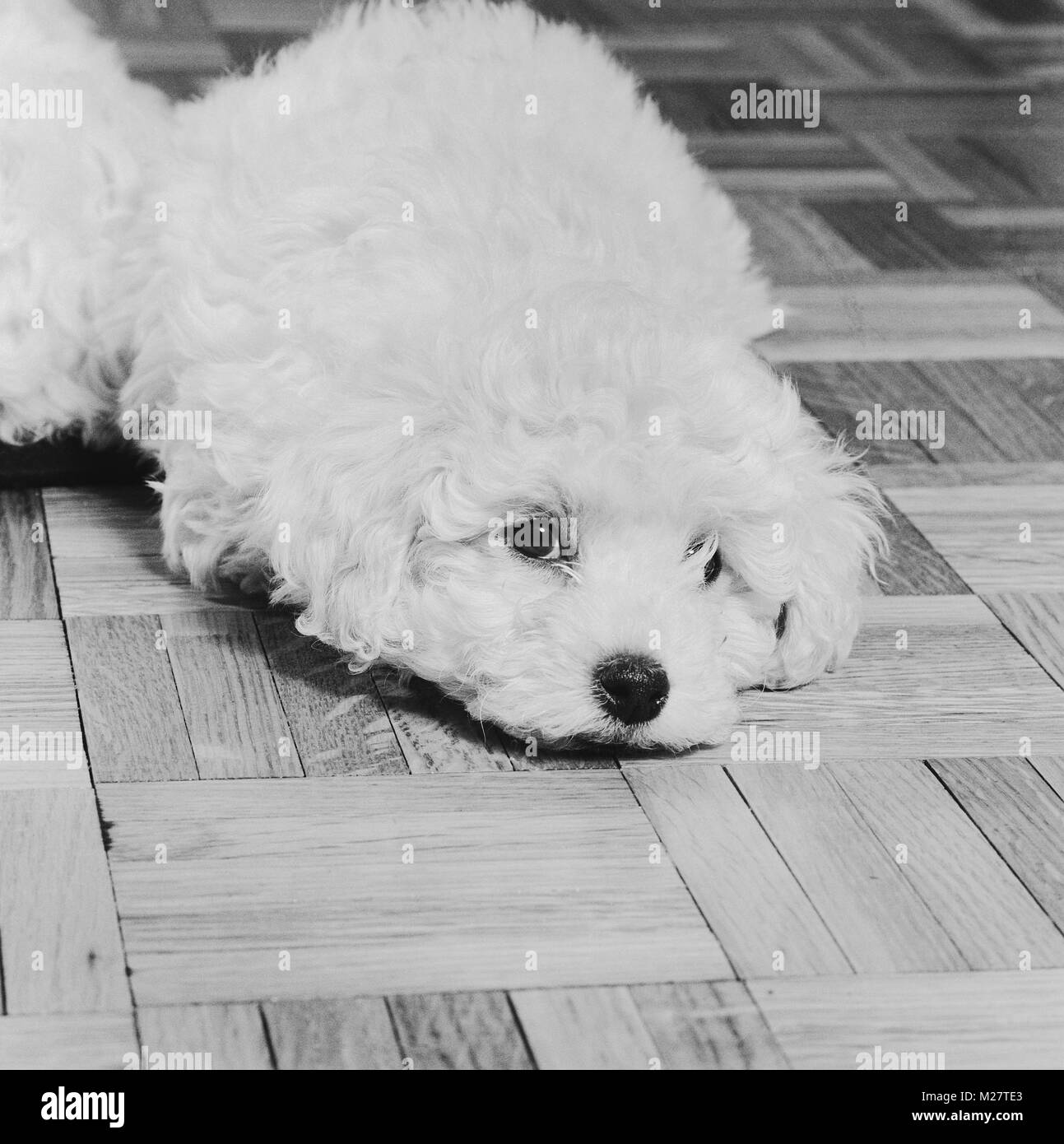 Bichon Frise chiot reposant sur un plancher en bois Banque D'Images