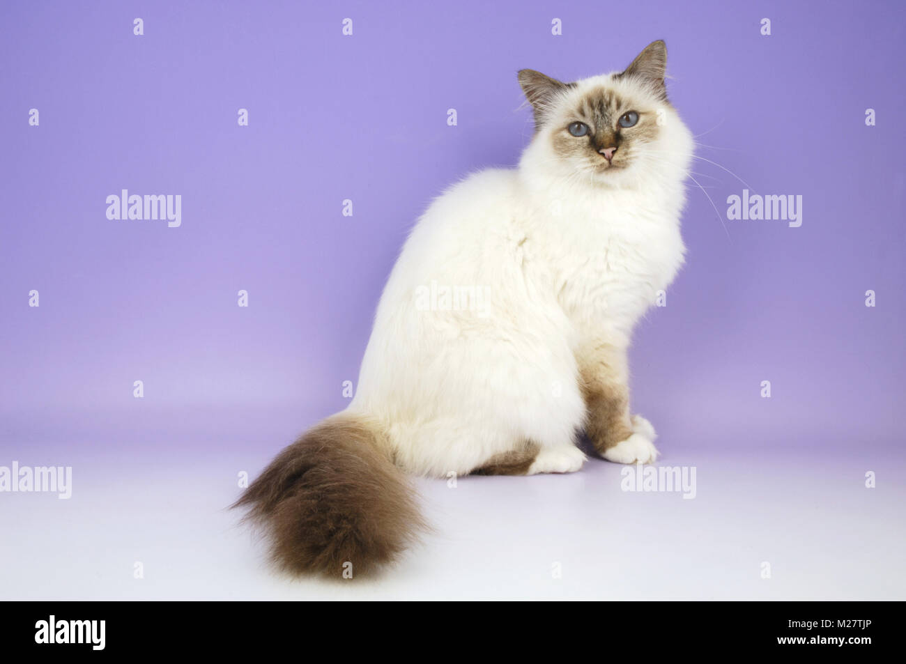 Chat Birman Chocolat Tabby Point Assis Photo Stock Alamy
