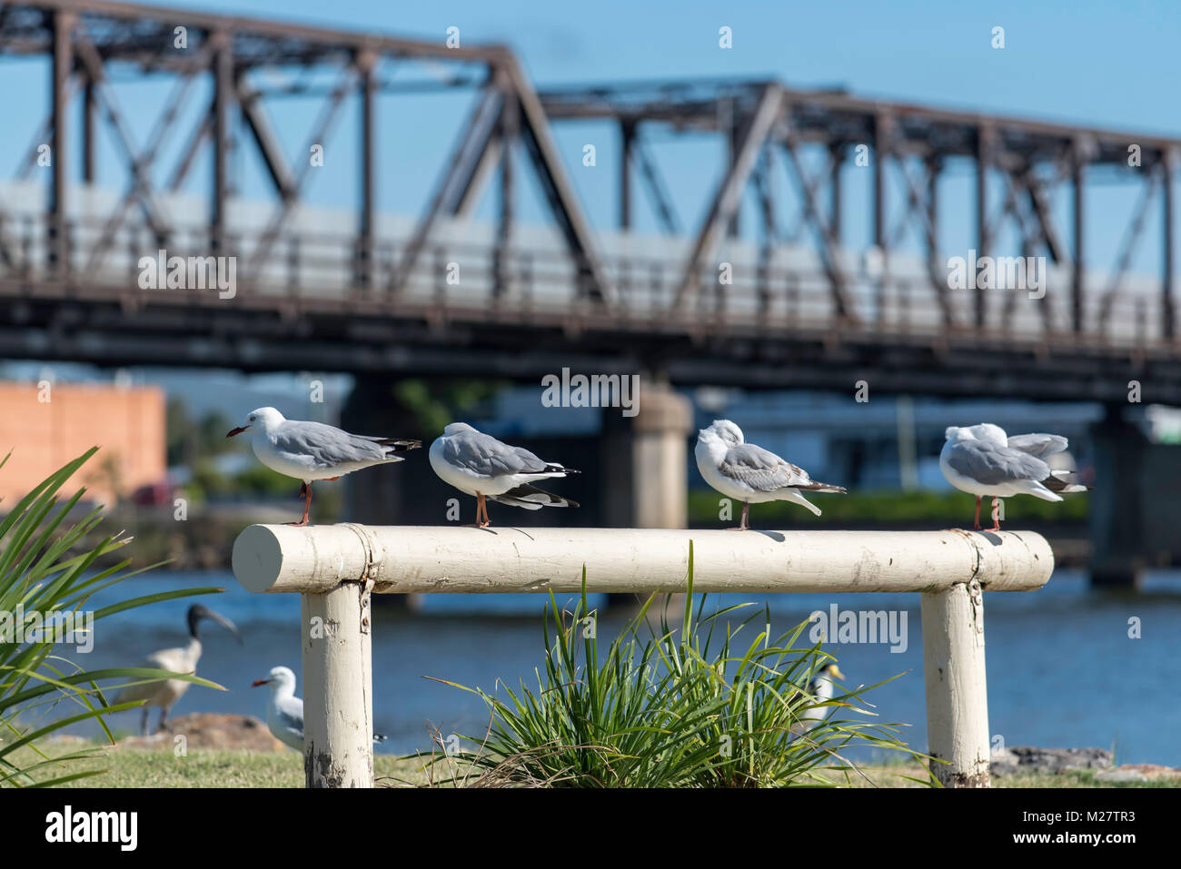 Les mouettes australiennes (Gulls d'argent) se reposent au soleil de midi sur un poste et une barrière de chemin de fer à côté de la rivière Nambucca à Macksville, Nouvelle-Galles du Sud, Australie Banque D'Images