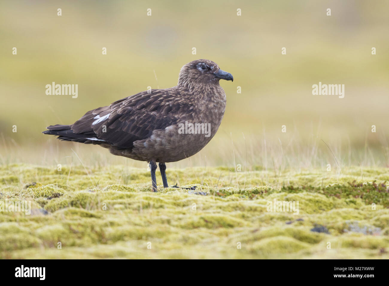 Grand Labbe Stercorarius skua (adultes), Banque D'Images