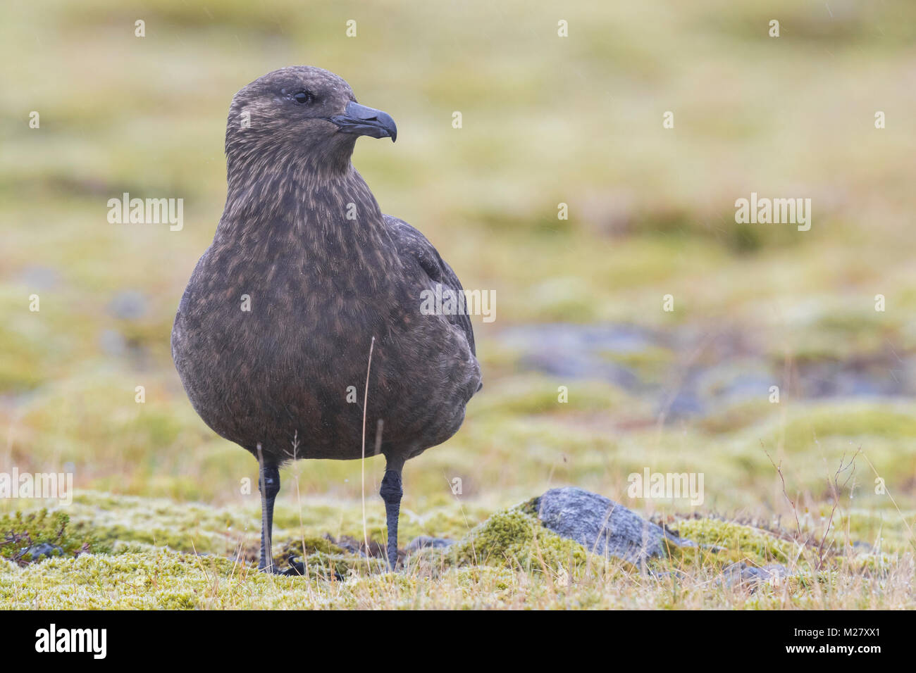 Grand Labbe Stercorarius skua (adultes), Banque D'Images
