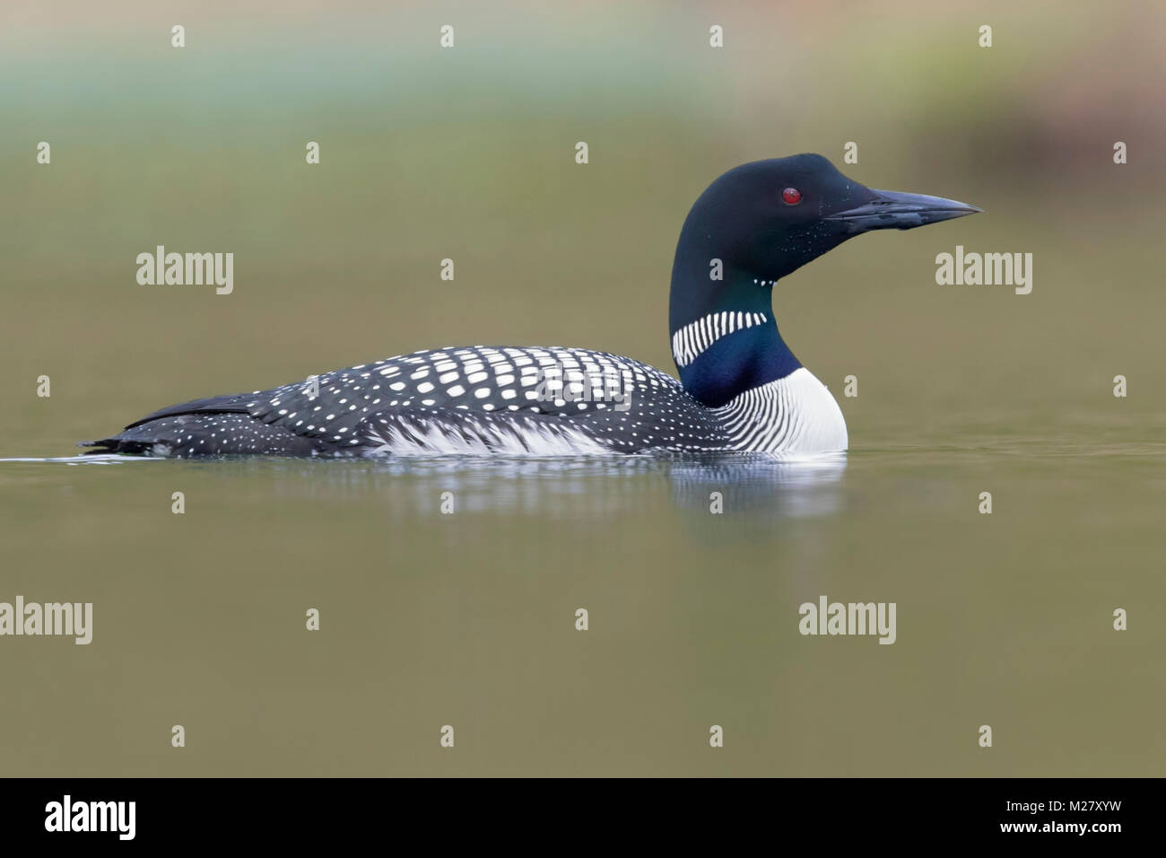La Great Northern Loon (Gavia immer), piscine dans un lac Banque D'Images