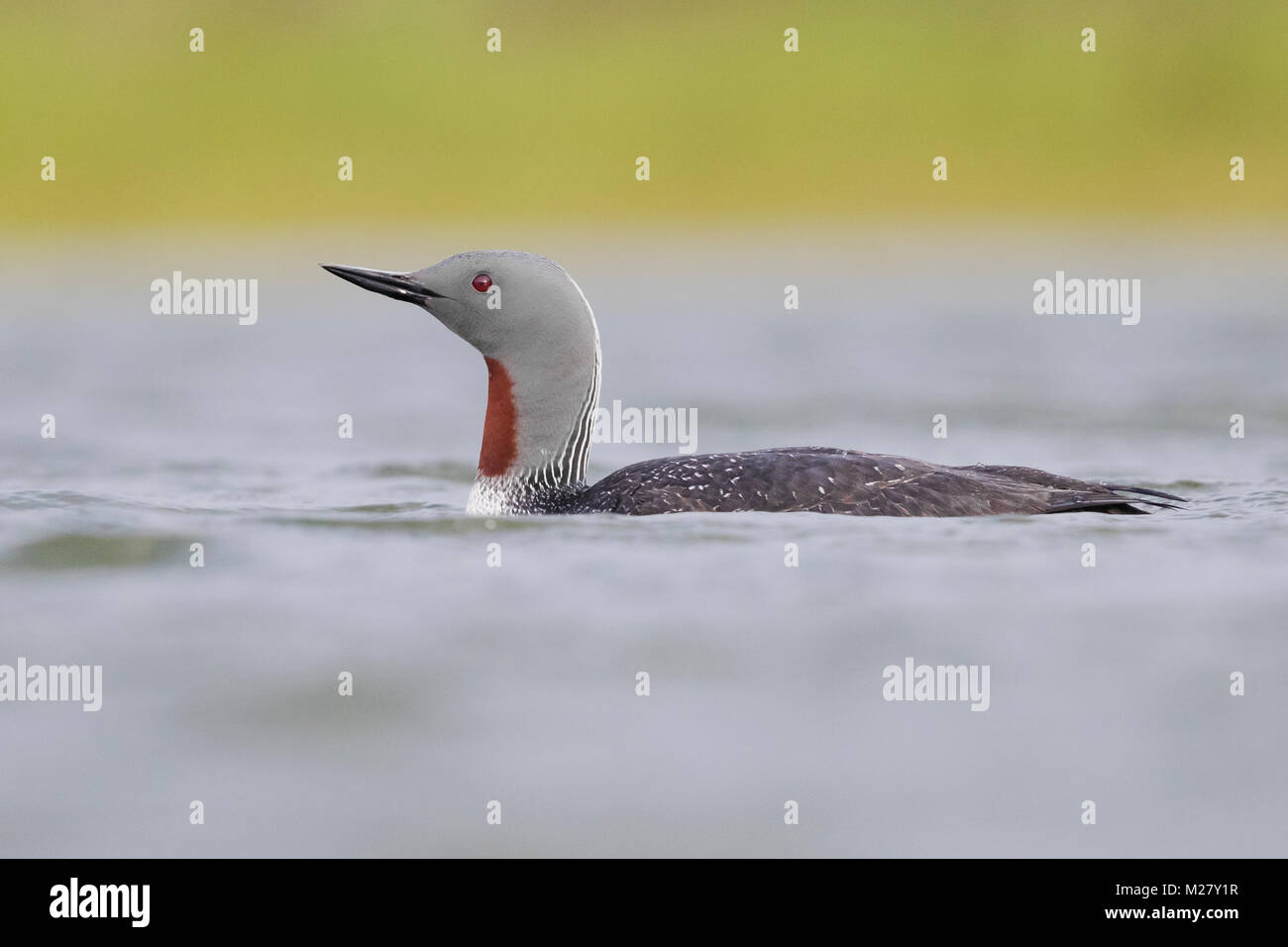 Plongeon catmarin (Gavia stellata), piscine dans un lac Banque D'Images