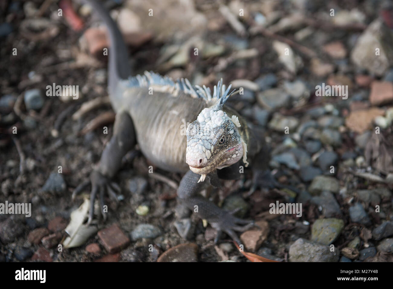 Iguana sur Ilet Chancel, Martinique Banque D'Images