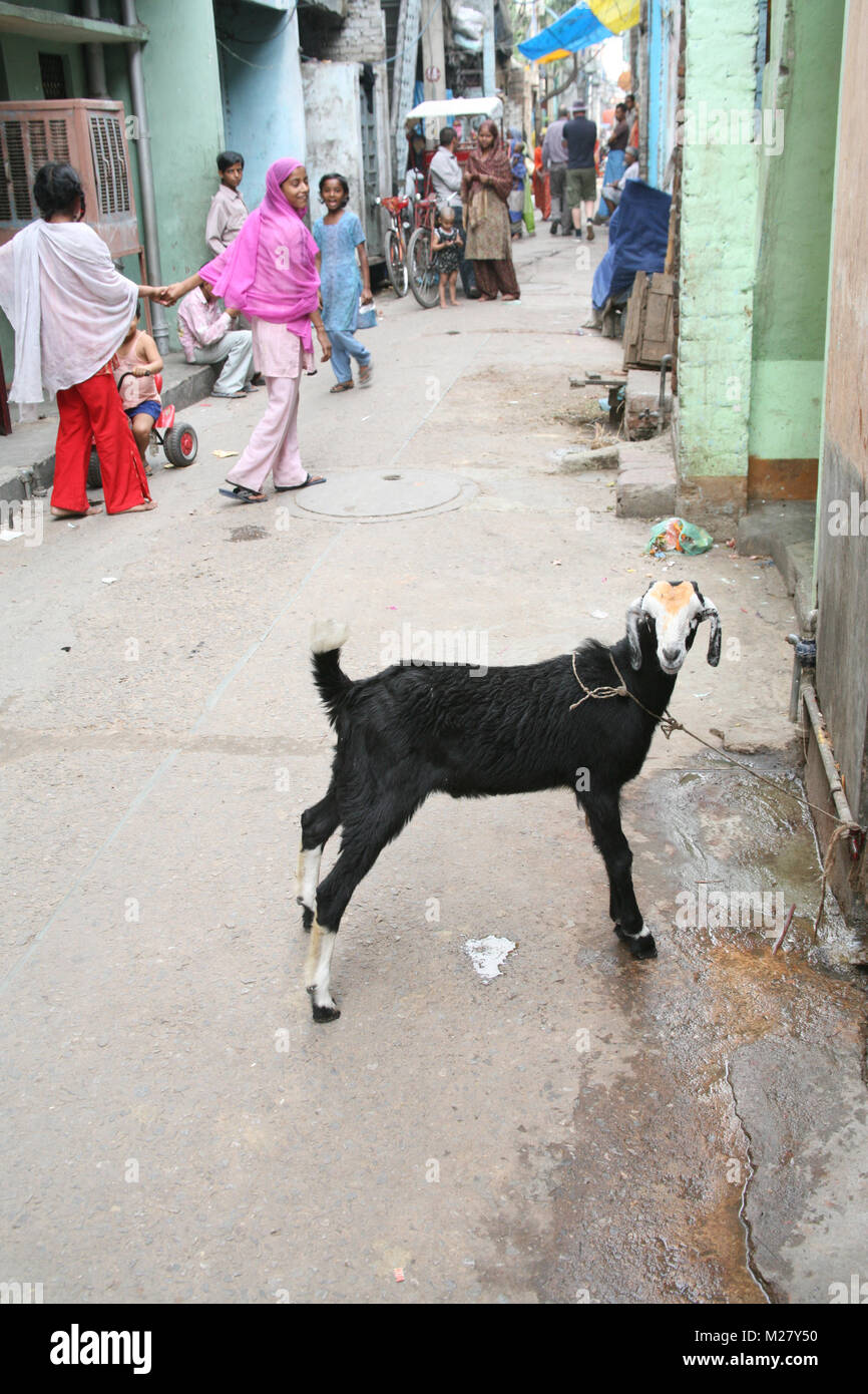 Une chèvre dans les rues de la Nouvelle Delhi, Inde Les bidonvilles Banque D'Images