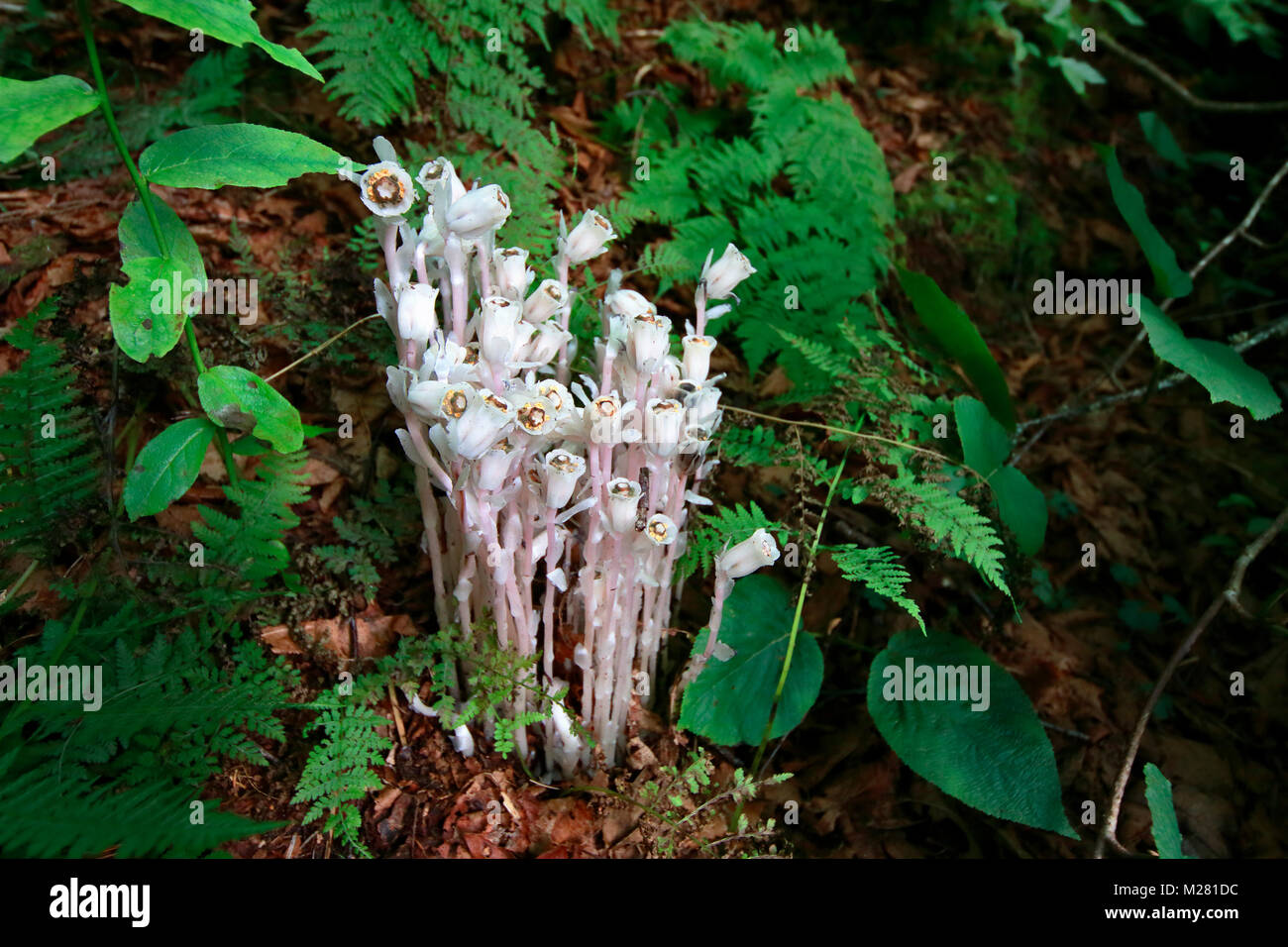 Usine de Ghost ou Indian Pipe, en latin : Monotropa uniflora, poussant sur sol humide avec fougères près de nouveau trouvé Gap, Great Smoky Mountains National Pa Banque D'Images