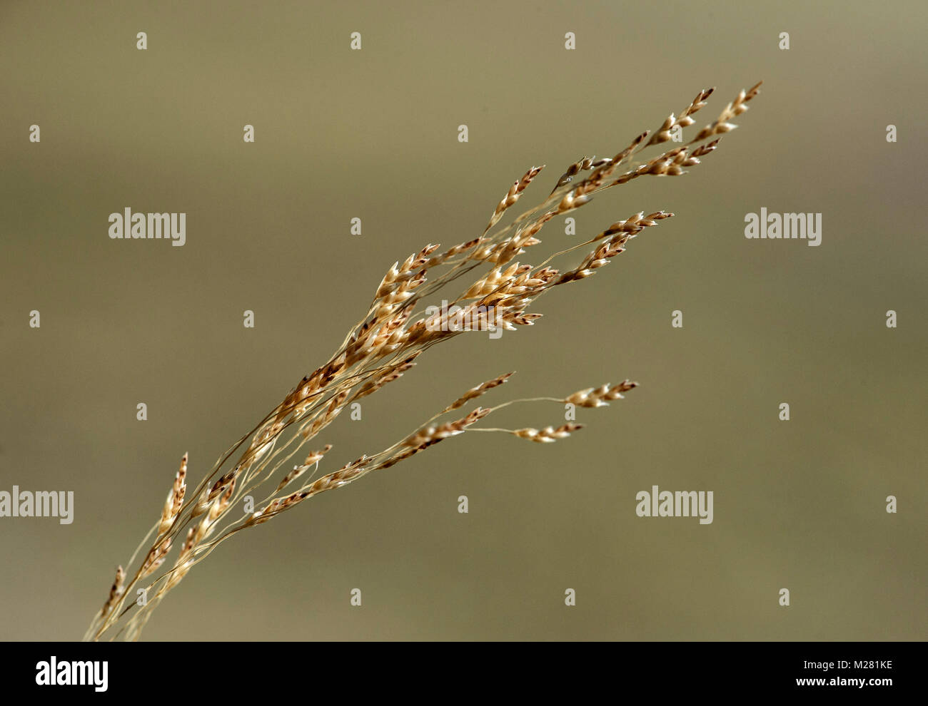 Oreille de Williams lovegrass (Eragrostis tef), province du Tigré, en Ethiopie Banque D'Images