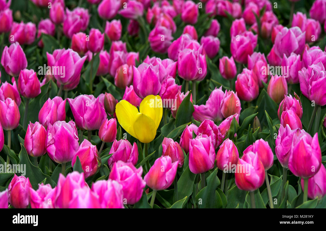Champ de tulipes dans le bollenstreek Banque de photographies et d ...